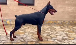 Doberman / Parenje
