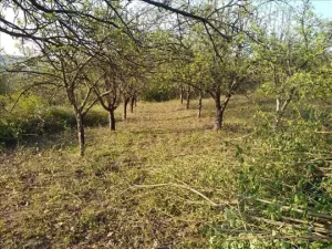 Povoljno košenje trave i uradjivanje dvorišta