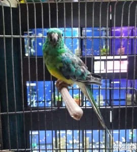 Pevajući papagaji