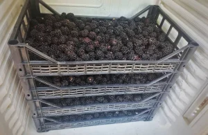 Prodajem domaću kupinu