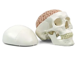 3D Model ljudske lobanje sa mozgom