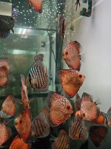 Diskusi