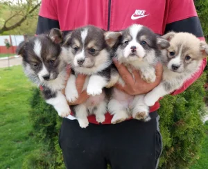 Velski Korgi Welski Corgi
