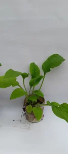 Sadnice Gaveza starije i veće