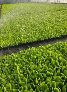 Rasad Zelene salate sezona 2025-26