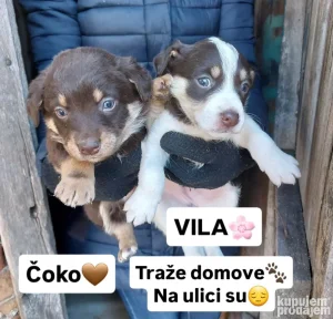 Čoko i Vila traže domove, na ulici su