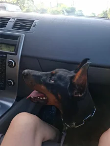 Doberman Ženka