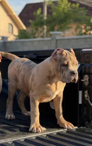 American bully XL (ABKC)