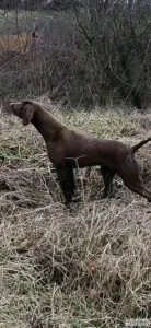 NKD nemački kratkodlaki ptičar