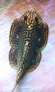Sewellia lineolata