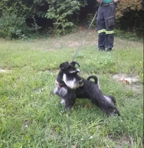 Patuljasti šnaucer (crno-srebrni)