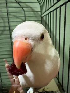 Mali aleksandar Rucno hranjeni