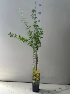 Zuti jasmin