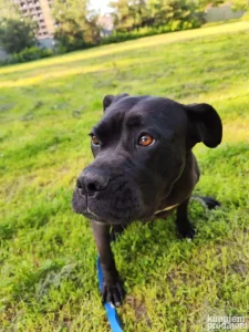 Cane Corso
