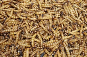 Fobasi ( super crvi ) ; Tenebrije