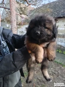 Stenci kavkaskog ovcara