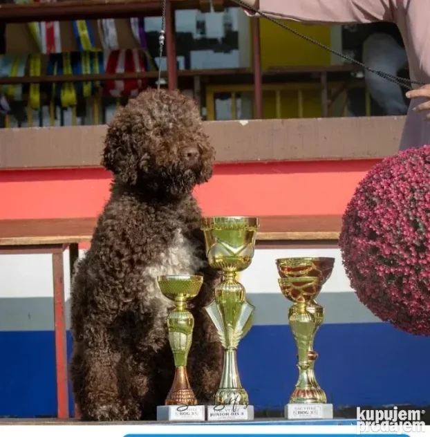 lagotto muzjak parenje