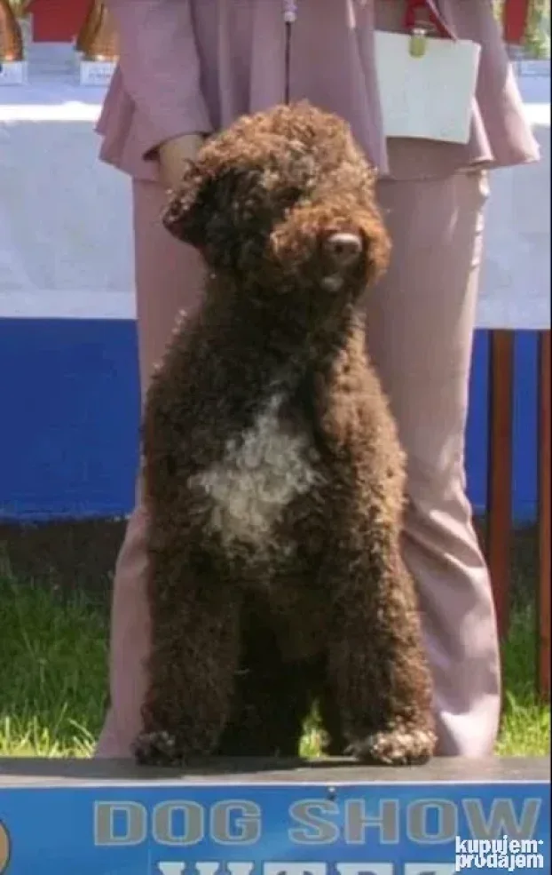 lagotto muzjak parenje