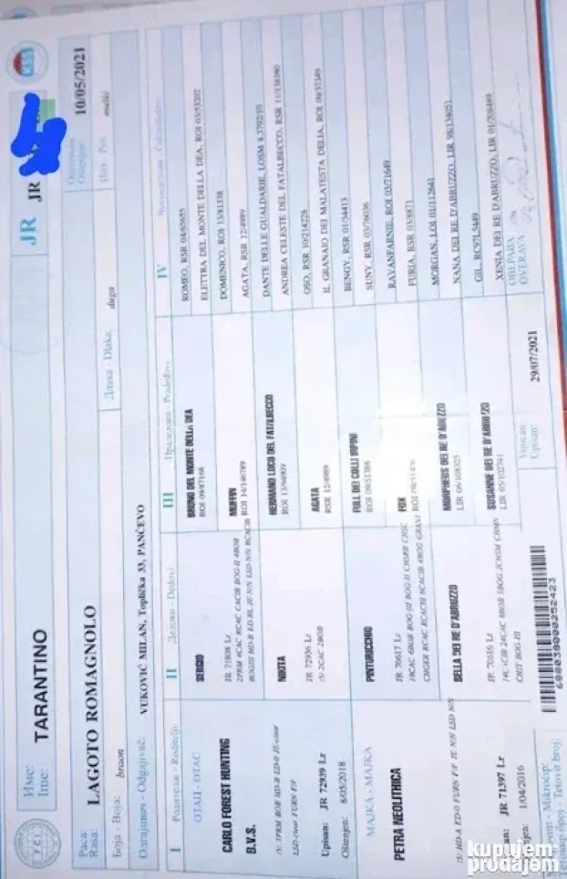 lagotto muzjak parenje