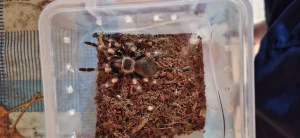 Tarantule