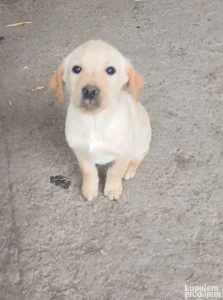 Labrador