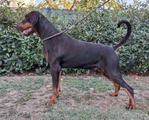 Doberman