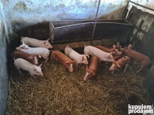 13 prasića zaljučena