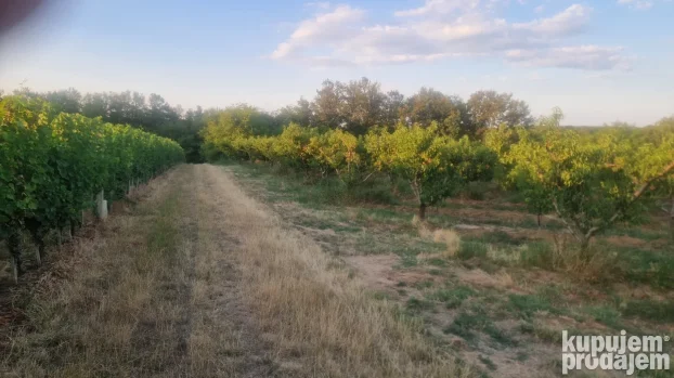 Prodaje parcelu u Vinci 190 ar