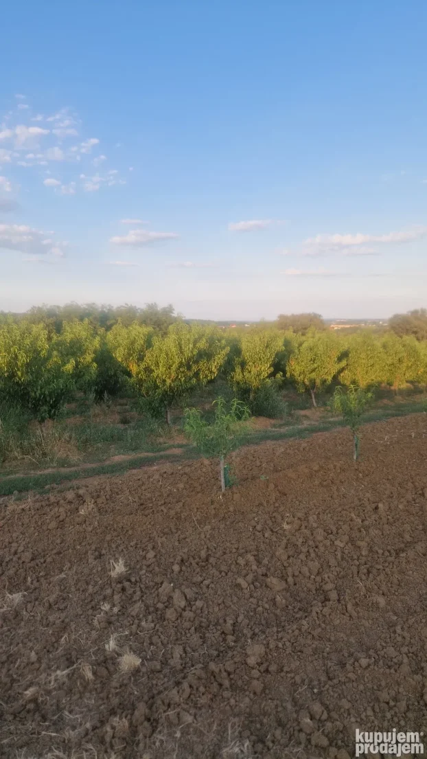 Prodaje parcelu u Vinci 190 ar