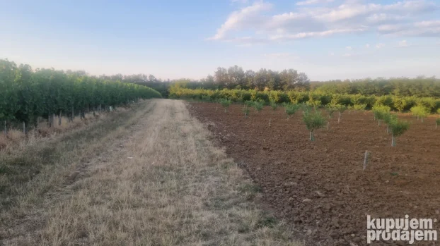 Prodaje parcelu u Vinci 190 ar