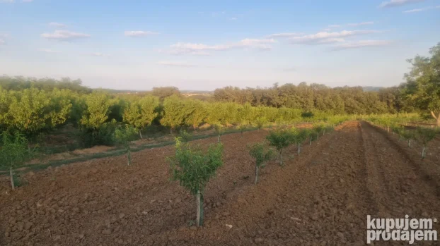 Prodaje parcelu u Vinci 190 ar