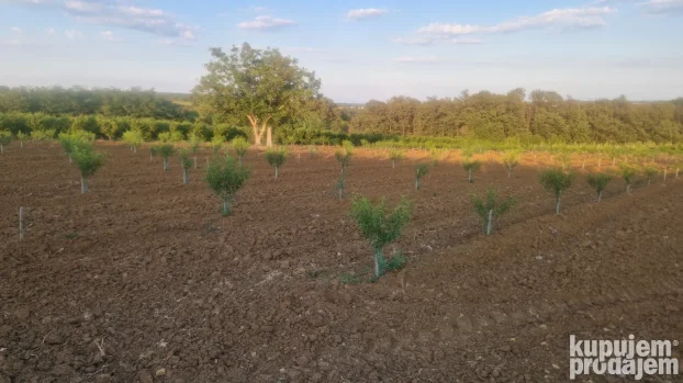 Prodaje parcelu u Vinci 190 ar