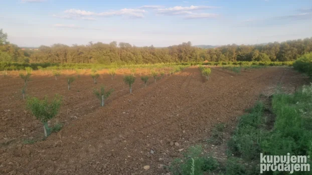 Prodaje parcelu u Vinci 190 ar