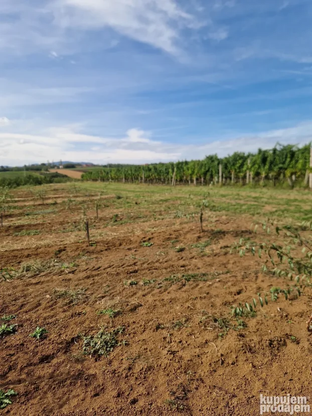 Prodaje parcelu u Vinci 190 ar