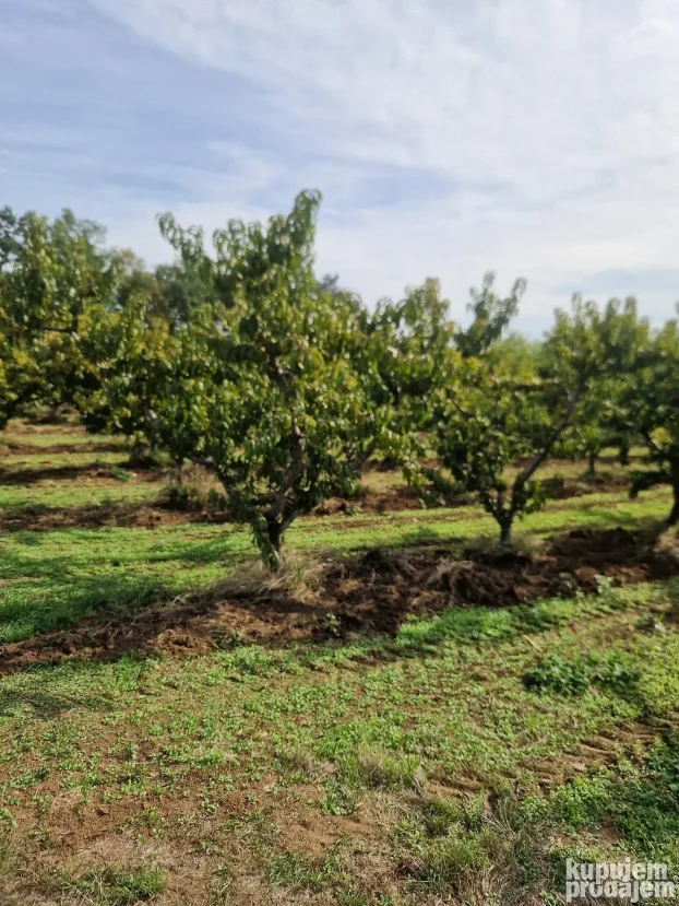 Prodaje parcelu u Vinci 190 ar