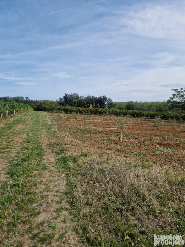 Prodaje parcelu u Vinci 190 ar