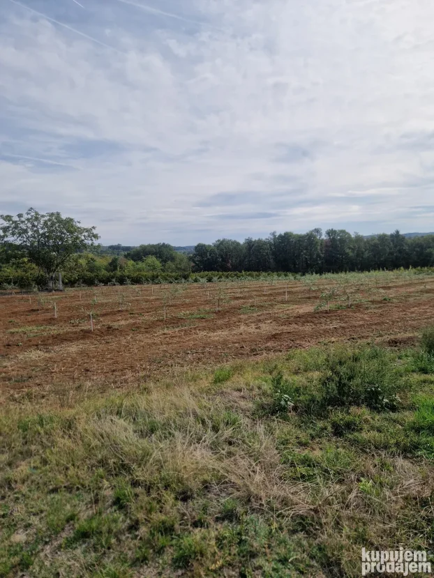 Prodaje parcelu u Vinci 190 ar