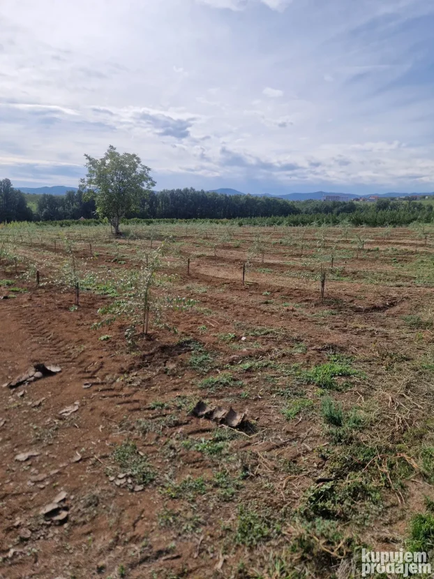 Prodaje parcelu u Vinci 190 ar