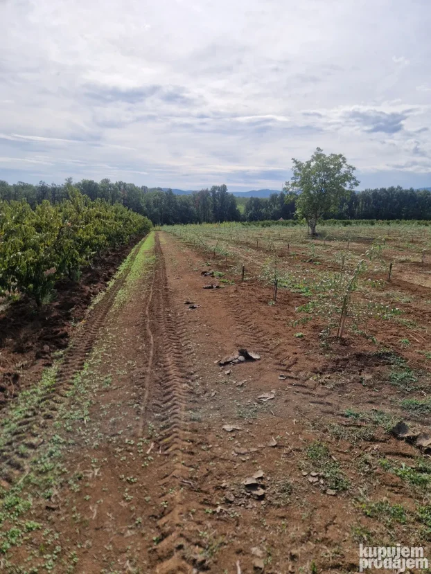 Prodaje parcelu u Vinci 190 ar