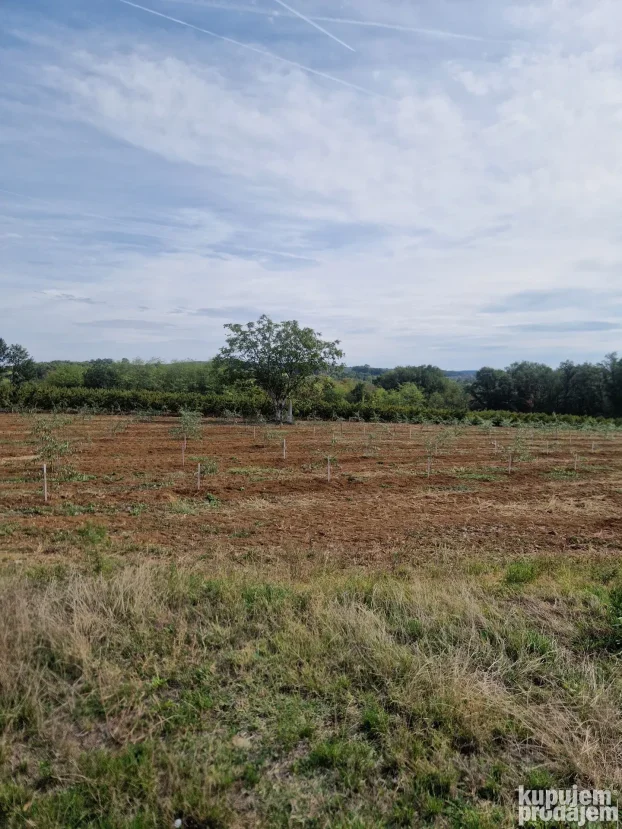 Prodaje parcelu u Vinci 190 ar