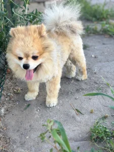 Pomeranac