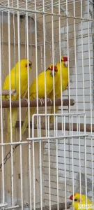 Papagajr novozelandski kakarik i pevač