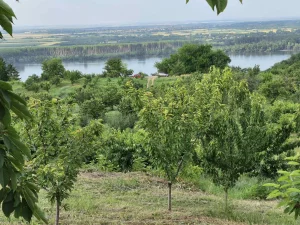 Ritopek - Lipovica vocnjak pod tresnjom 46 ari
