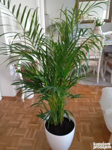 Palma Areca 130 cm