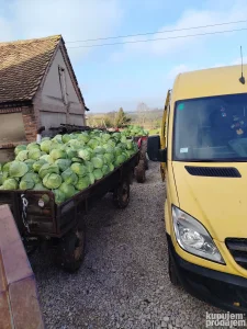 Kupus Potomak na prodaju