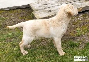 Ženke labrador retrivera