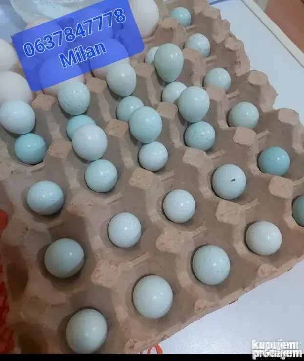 Celadon prepelice jaja za inkubaciju