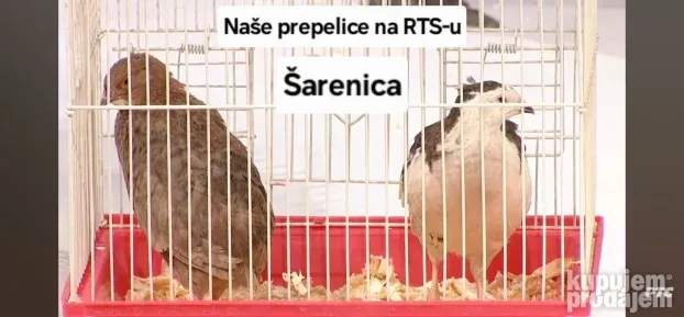 Celadon prepelice jaja za inkubaciju