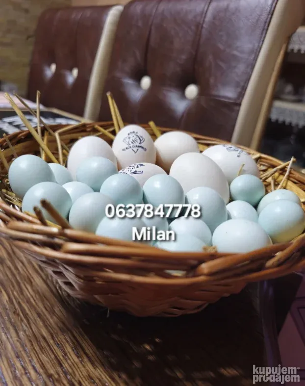 Celadon prepelice jaja za inkubaciju