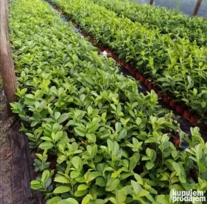 Lovor visnja-Fotinija-Tuje-Lavanda-Ruzmarin